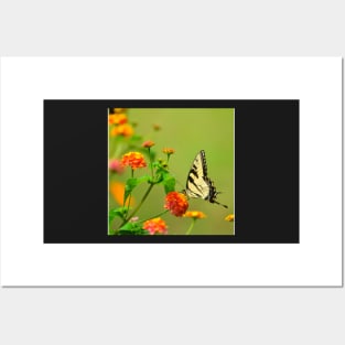 Flower Feeding Butterfly Posters and Art